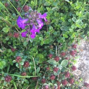 Meet your Posher, Hadley